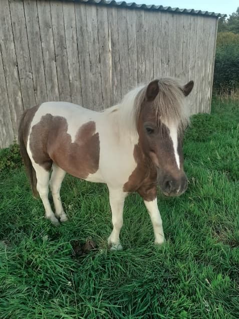 Indy — Poney