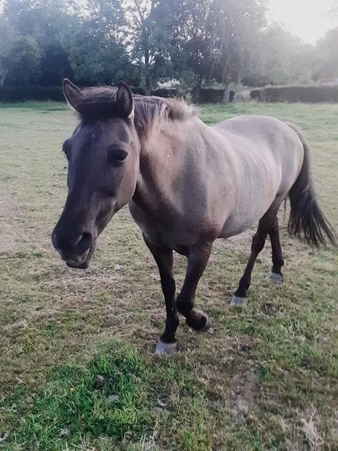 Patchouli — Poney