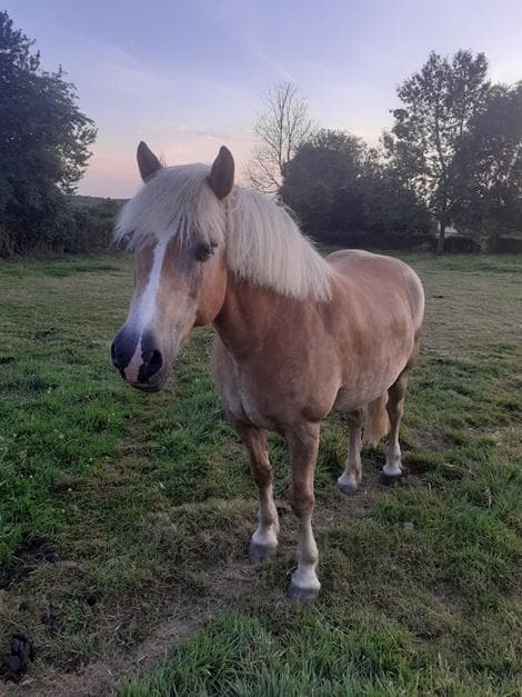 Rodéo — Poney