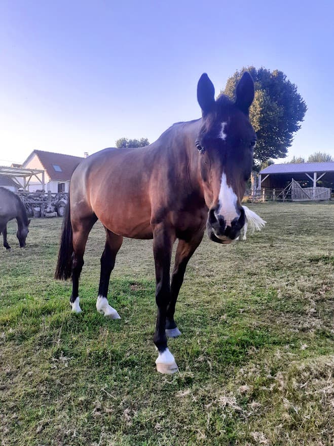 Sunny — Cheval